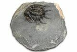 Spiny Ceratarges Trilobite - Zireg, Morocco #354426-1